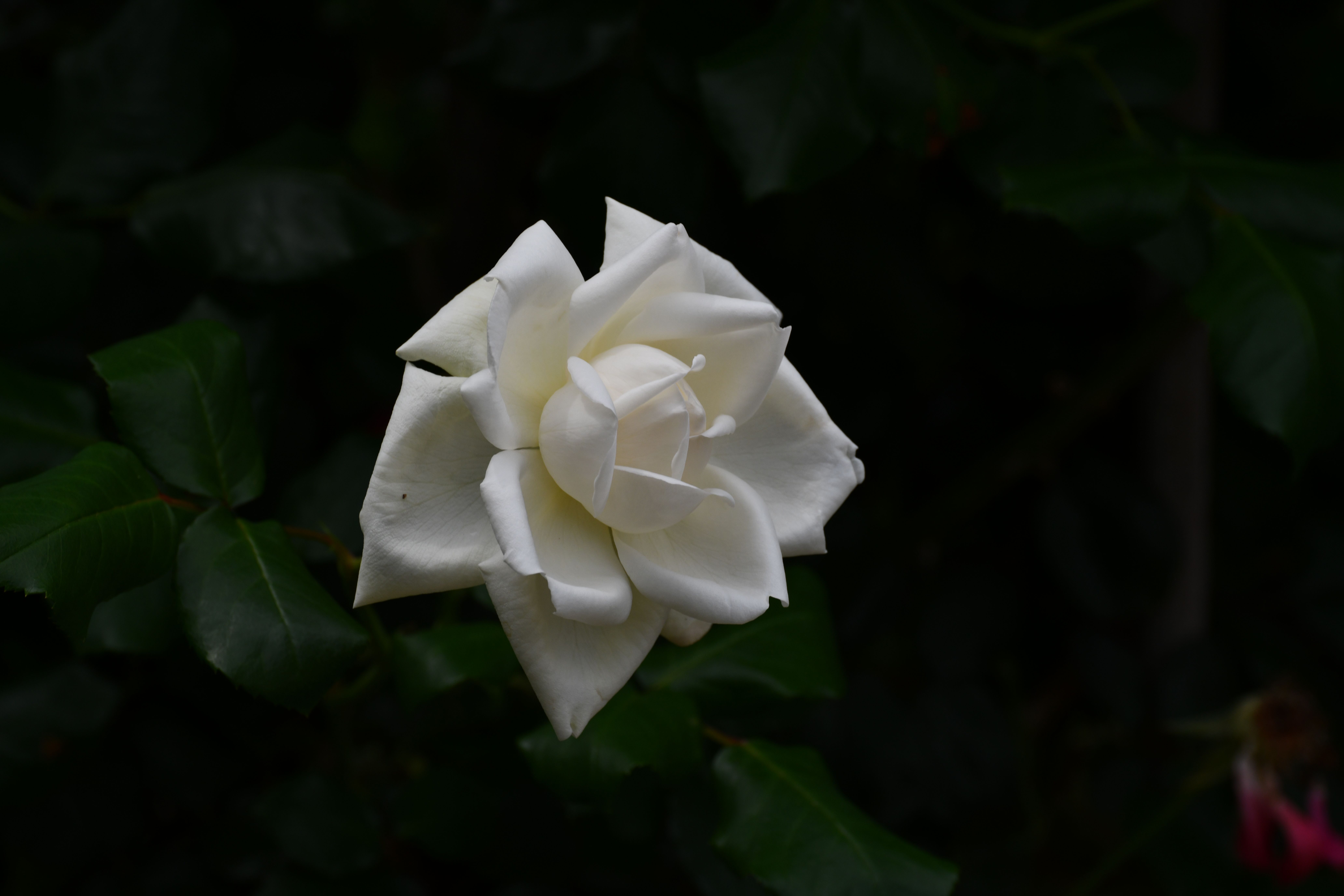 Close-up of a White Rose Flower Against Dark Foliage · Free Stock Photo
