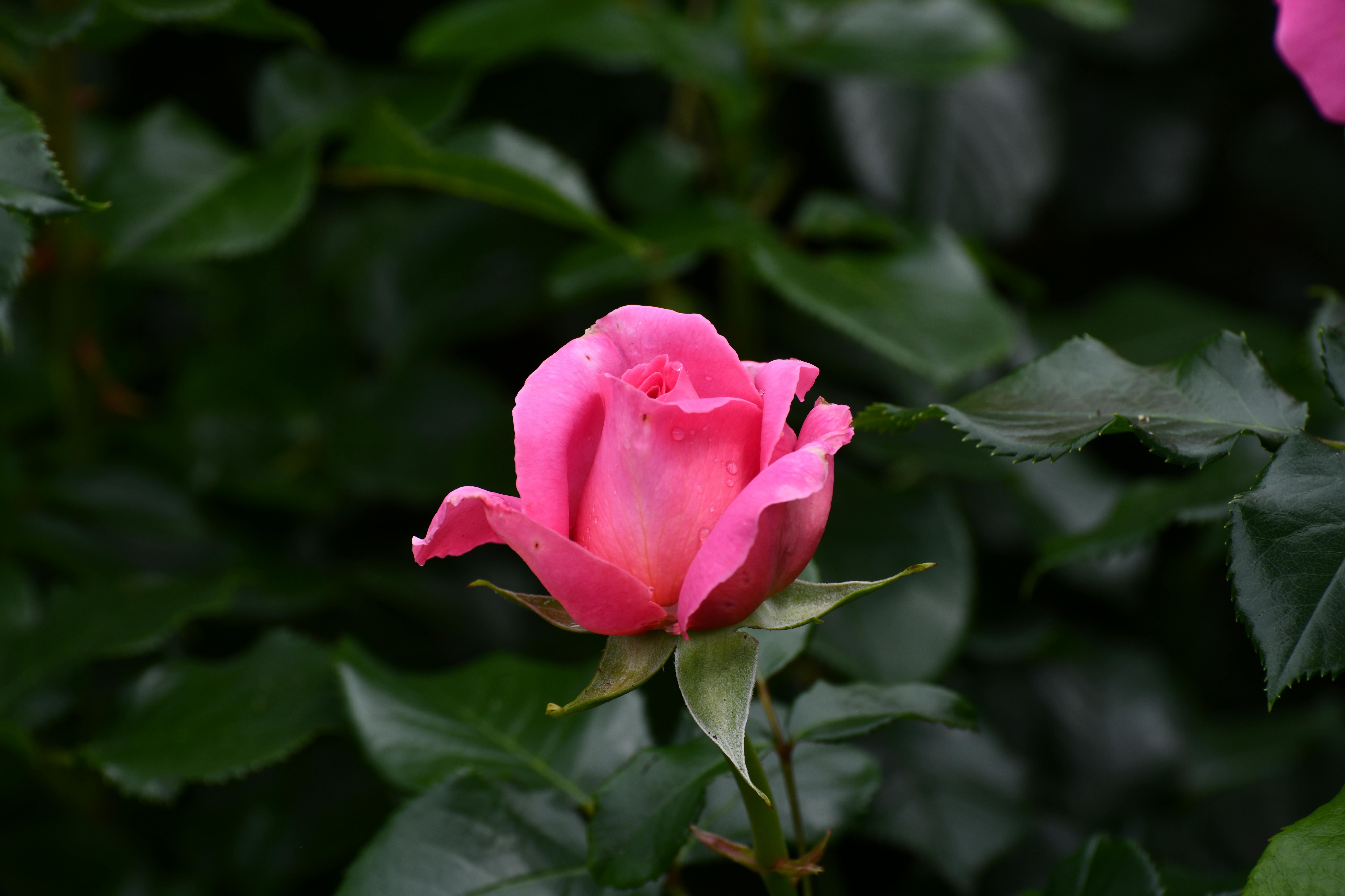 How to Build a Self-Sustaining Garden