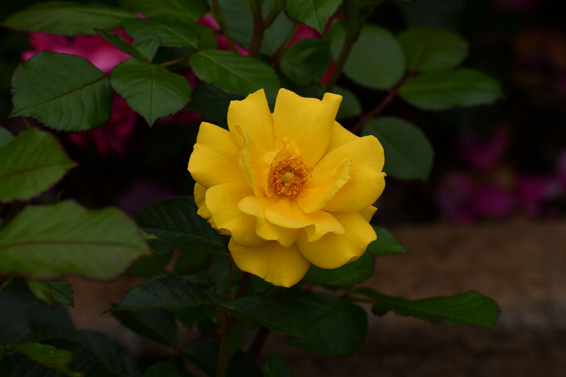 Close-up of a vibrant yellow rose in bloom surrounded by lush green leaves.