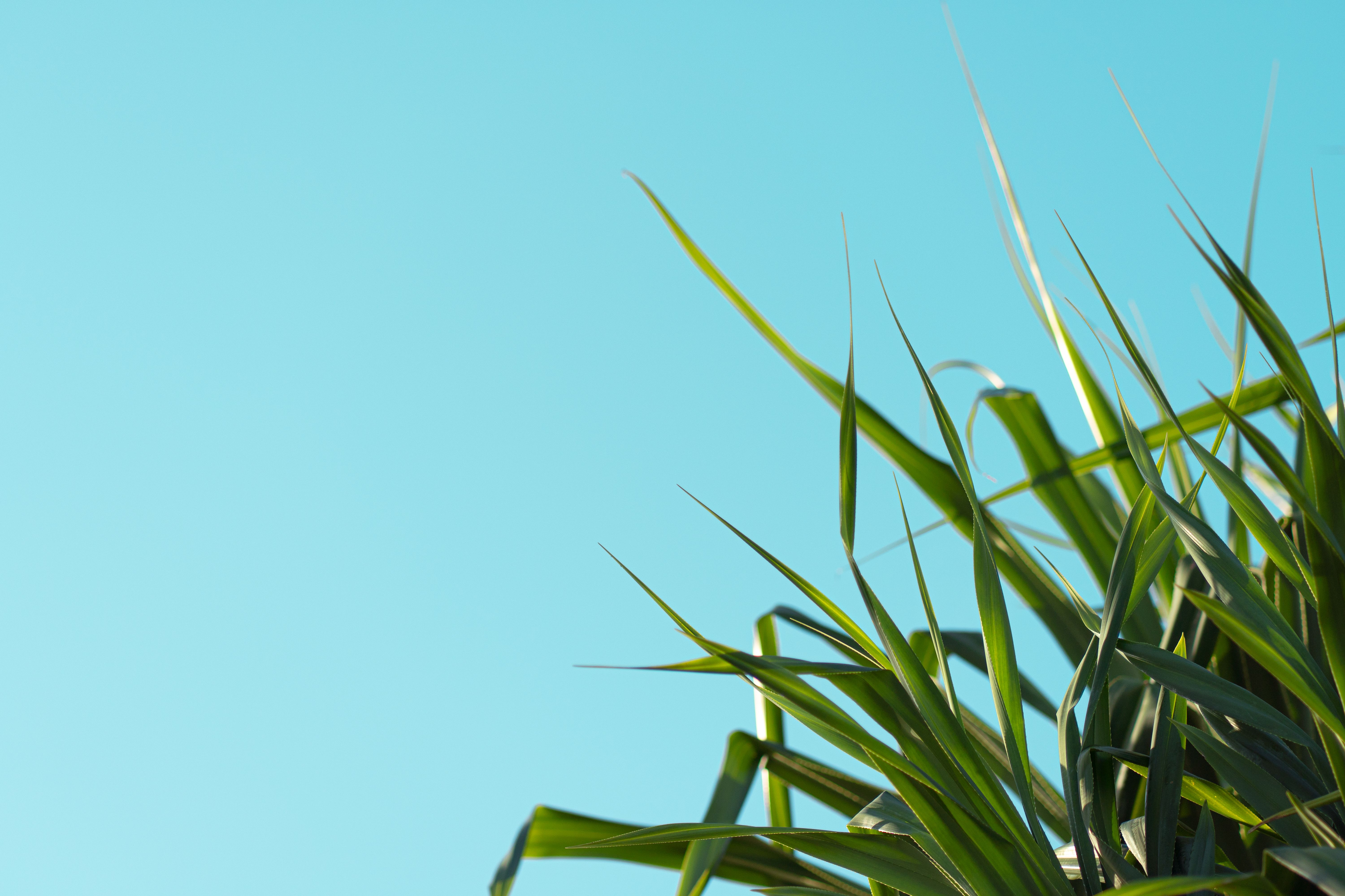 Close-up of green tropical grass blades with a clear blue sky in South Sulawesi, Indonesia.