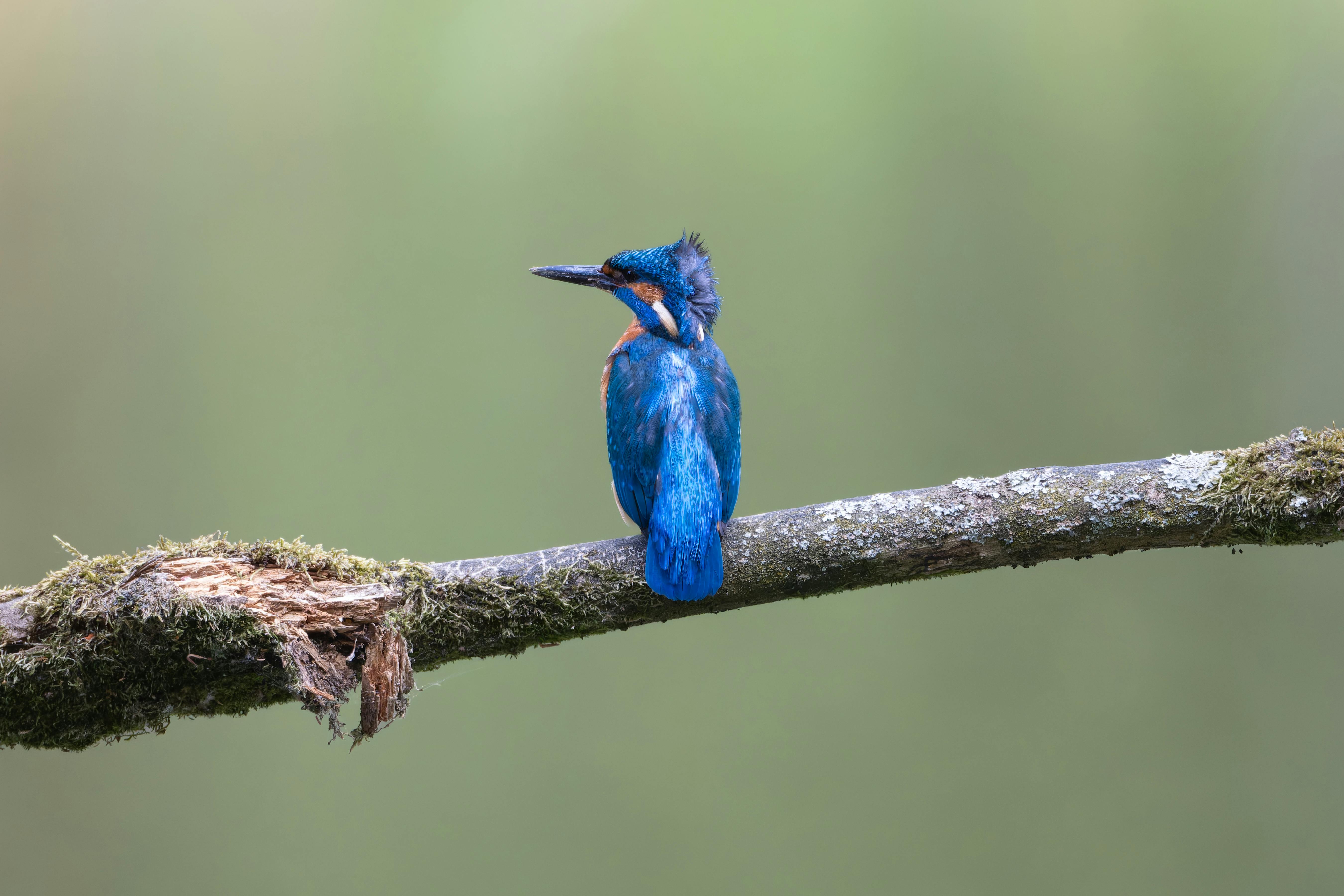 A striking kingfisher with vivid blue and orange plumage perched on a branch against a soft natural background.