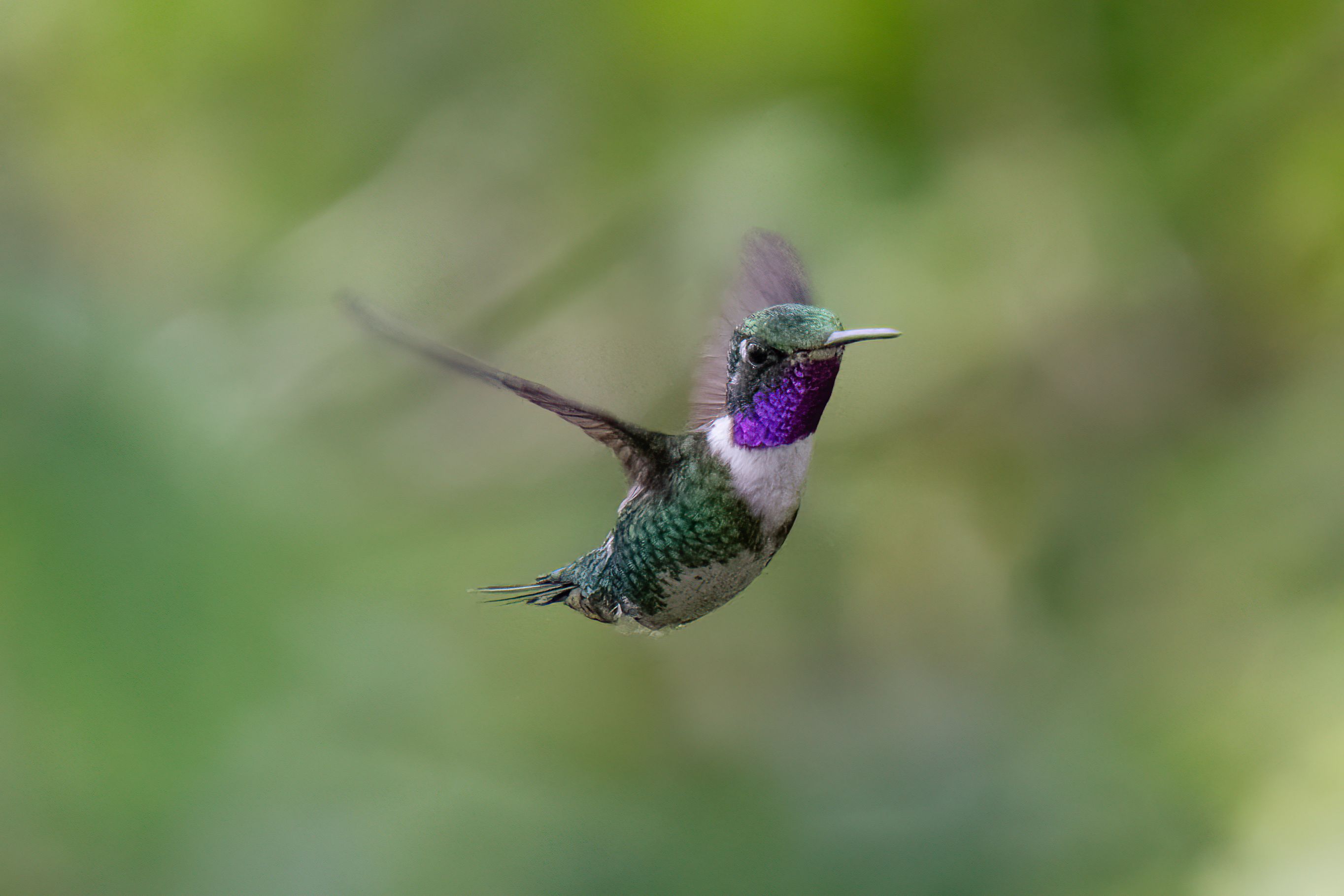 Vibrant Hummingbird in Flight Close-Up · Free Stock Photo