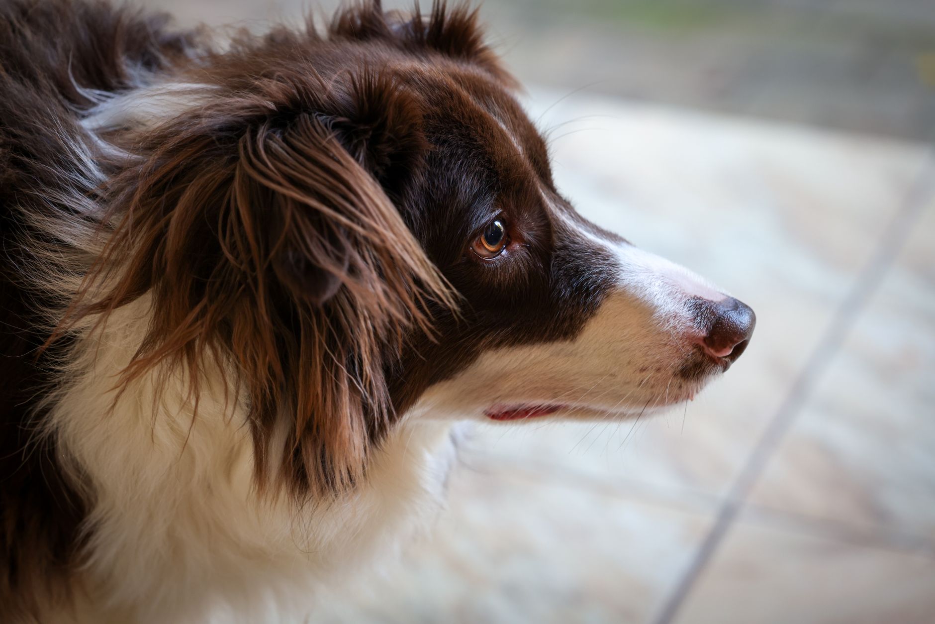 Veterinarian examining a dog during a checkup