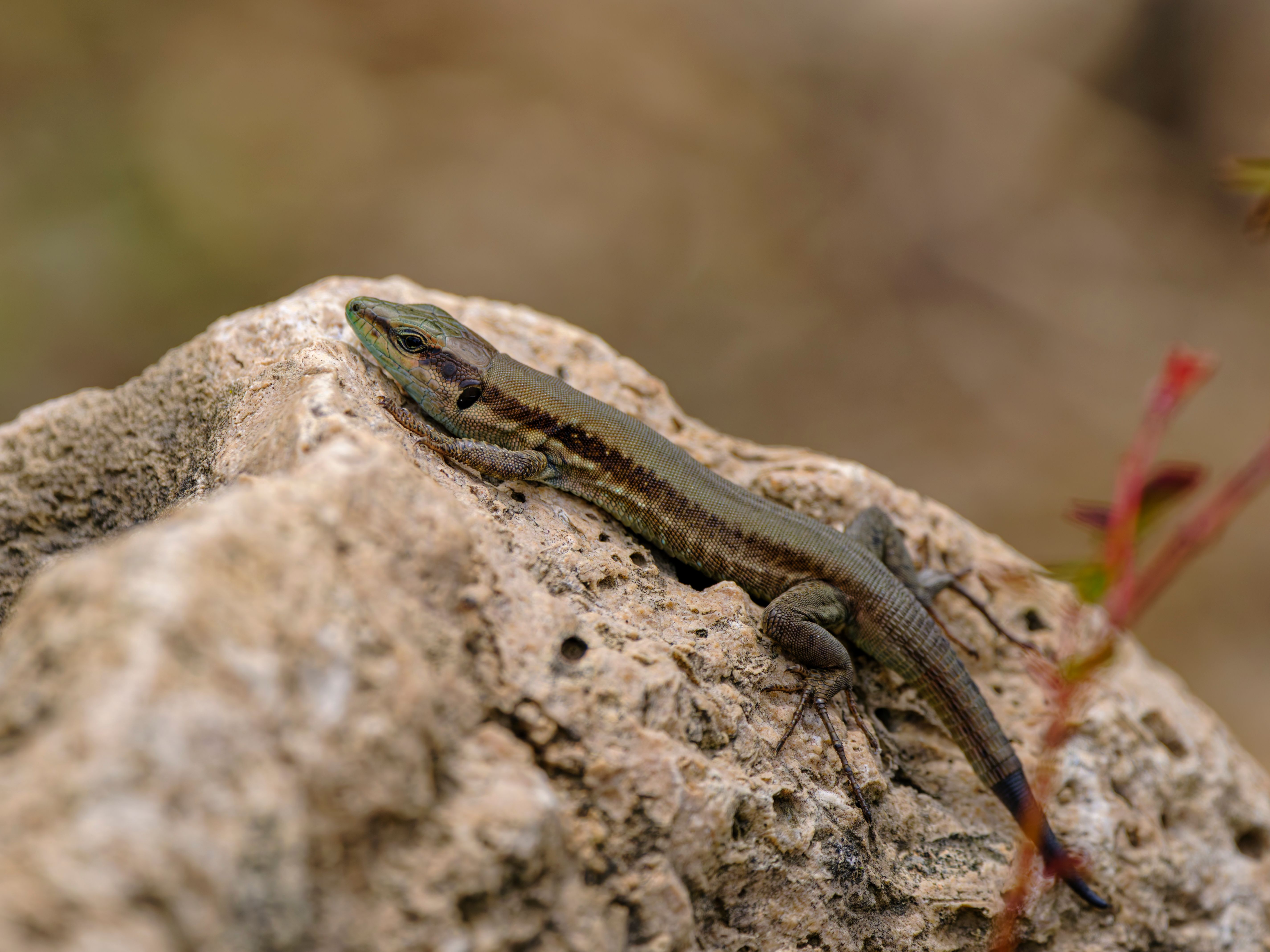 Close-up of a lizard basking in the sun on a rocky surface in nature.