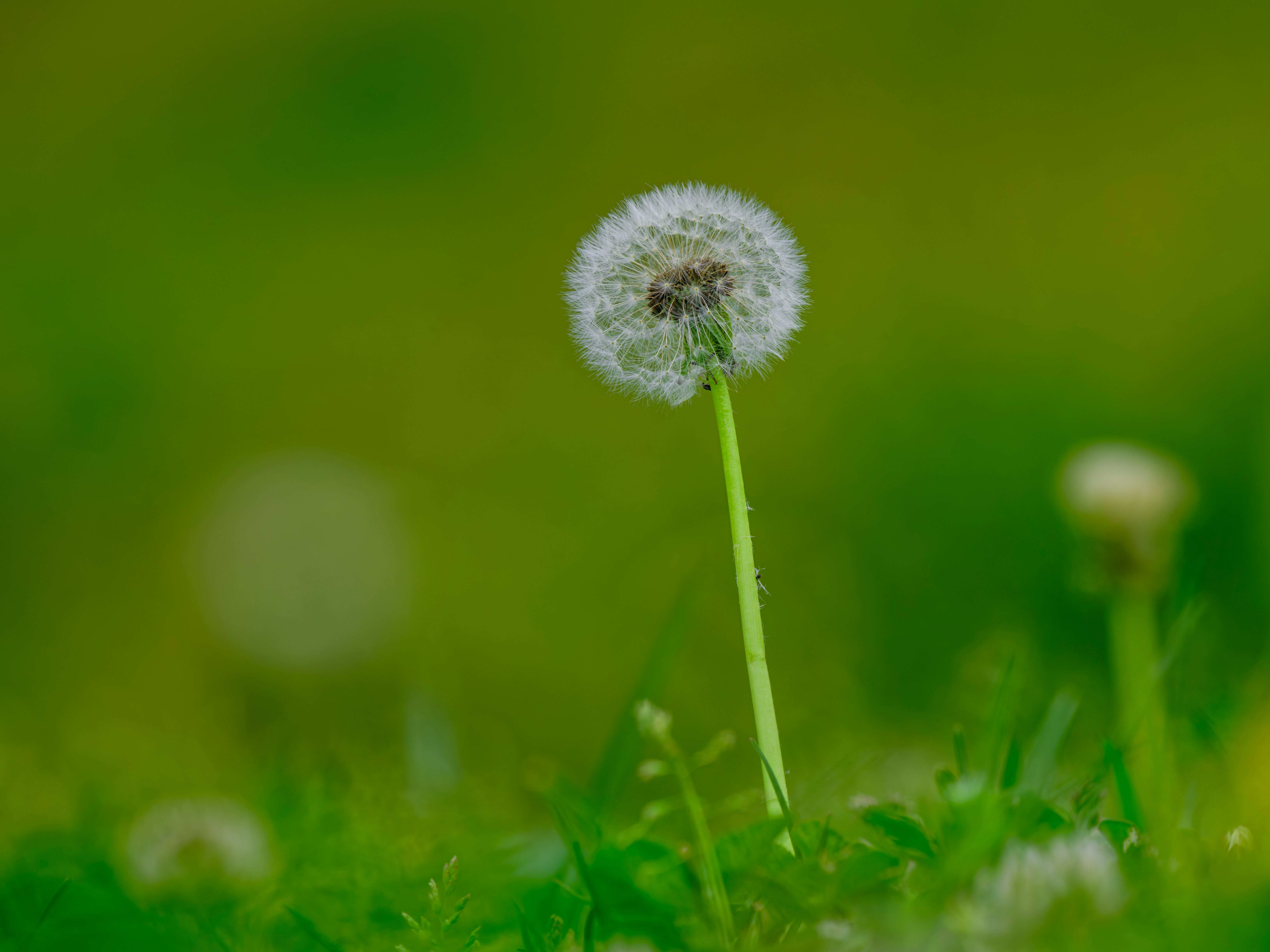 how to get rid of weeds in your lawn