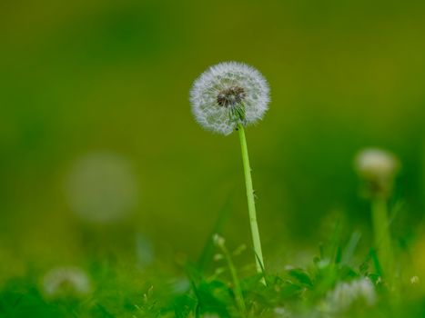 A vivid macro shot of a dandelion in a lush green field, capturing the essence of spring.