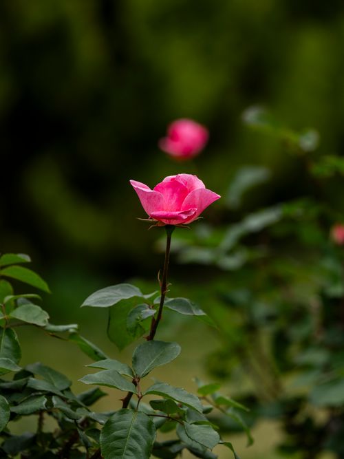 Free A stunning pink rose in full bloom against a lush green backdrop, captured in delicate detail. Stock Photo