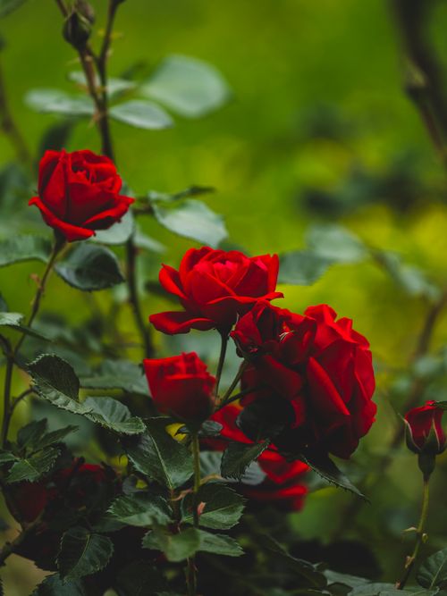 Free A detailed view of vibrant red roses blooming in a lush green garden. Stock Photo