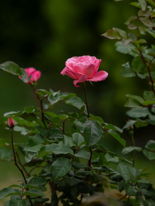 Free Close-up of a delicate pink rose blossoming in a lush green garden. Stock Photo