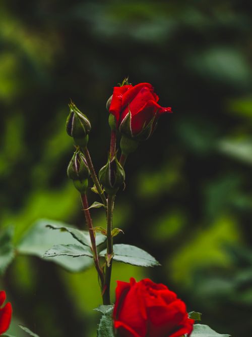 Free Close-up of a red rose bud blooming in a lush garden during summer. Stock Photo