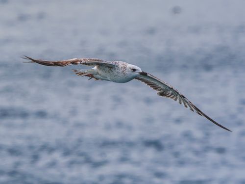 Free Close-up of a seagull flying over the ocean, capturing the essence of freedom and nature. Stock Photo