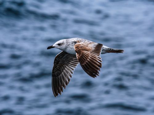 Free A graceful seagull soaring over the ocean, showcasing freedom and natural beauty. Stock Photo
