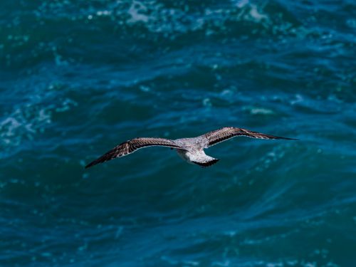 Free A seagull gracefully gliding above the ocean waves, symbolizing freedom and nature. Stock Photo
