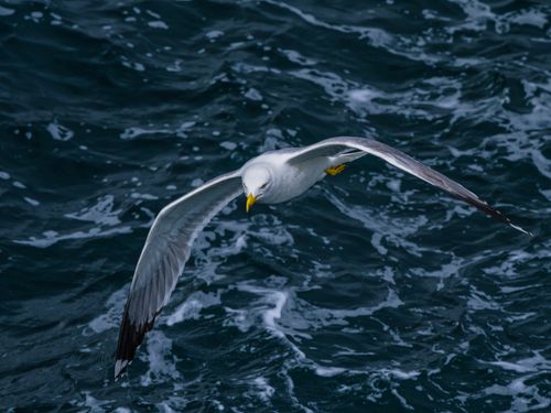 Free A seagull in flight gracefully glides over the ocean surface, wings fully extended. Stock Photo