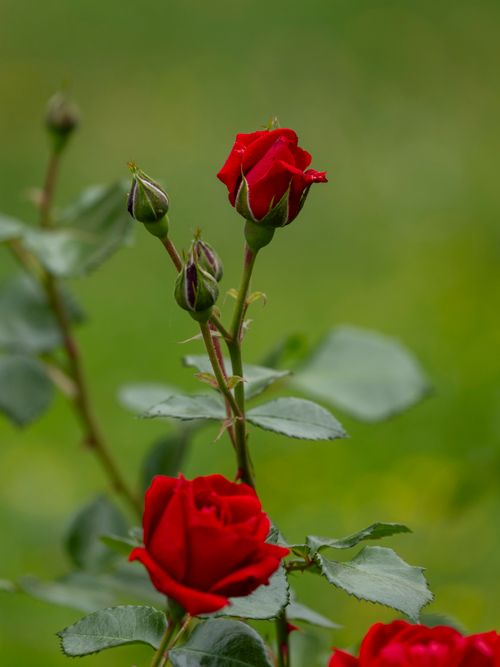 Free Vibrant red roses in full bloom captured in a lush green garden, showcasing nature's elegance. Stock Photo