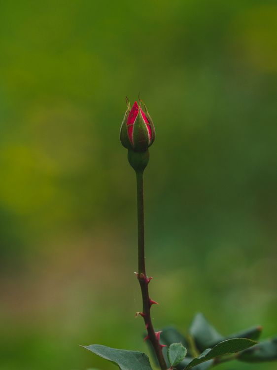 Capullo Rosa Primer Plano De Un Capullo De Rosa Roja En Proceso De Floración · Foto ...