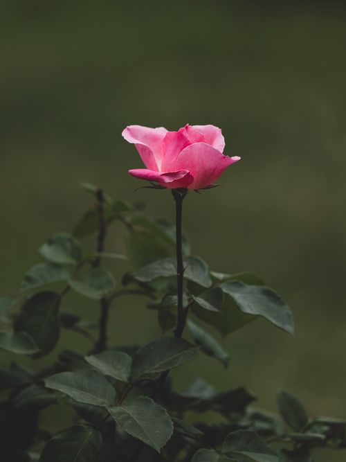 Elegant Pink Rose in Lush Green Garden · Free Stock Photo