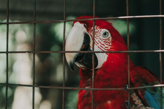 parrot photo