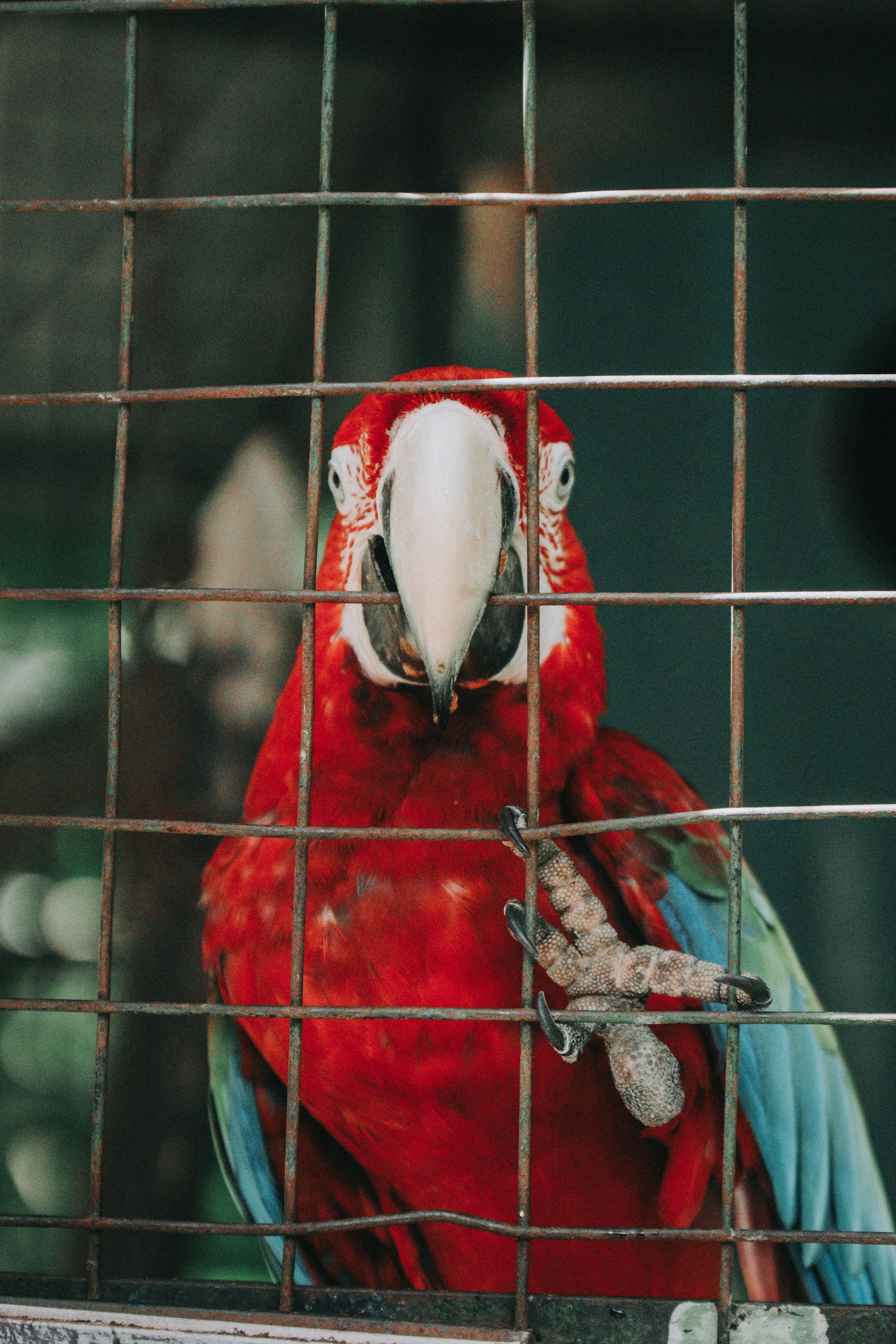 Cage for scarlet macaw | Parrot Forum Parrot Owners Community - Cages For Scarlet Macaws