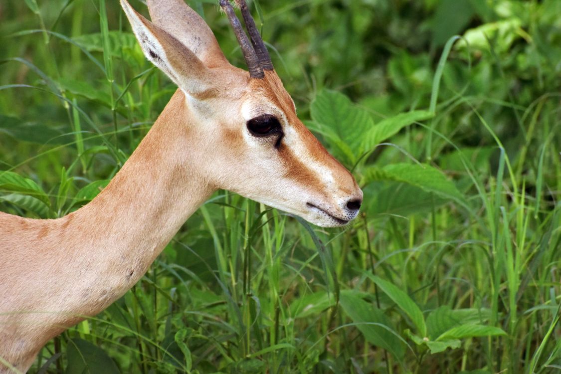 Close-Up Portrait of a Thomson's Gazelle · Free Stock Photo