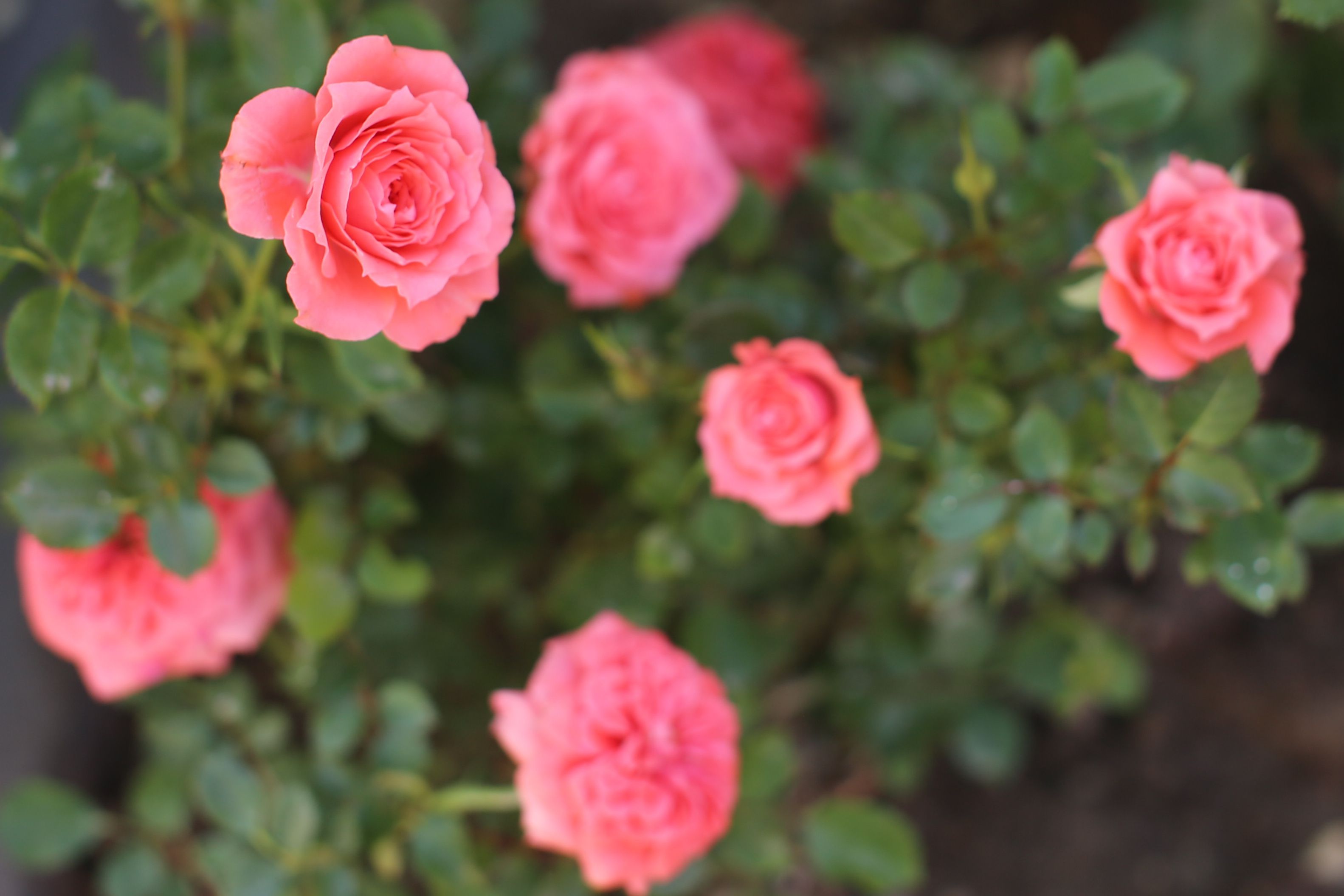 Vibrant Pink Roses Blooms in Garden Setting · Free Stock Photo