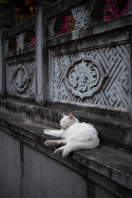 White cat relaxing on a carved stone wall with intricate designs, adding an elegant touch.