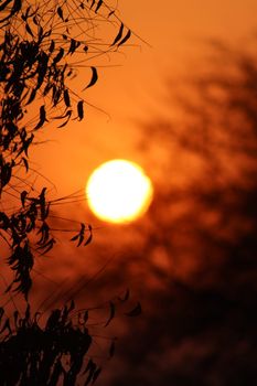 A captivating image of a vibrant orange sunset with silhouetted leaves in the foreground.