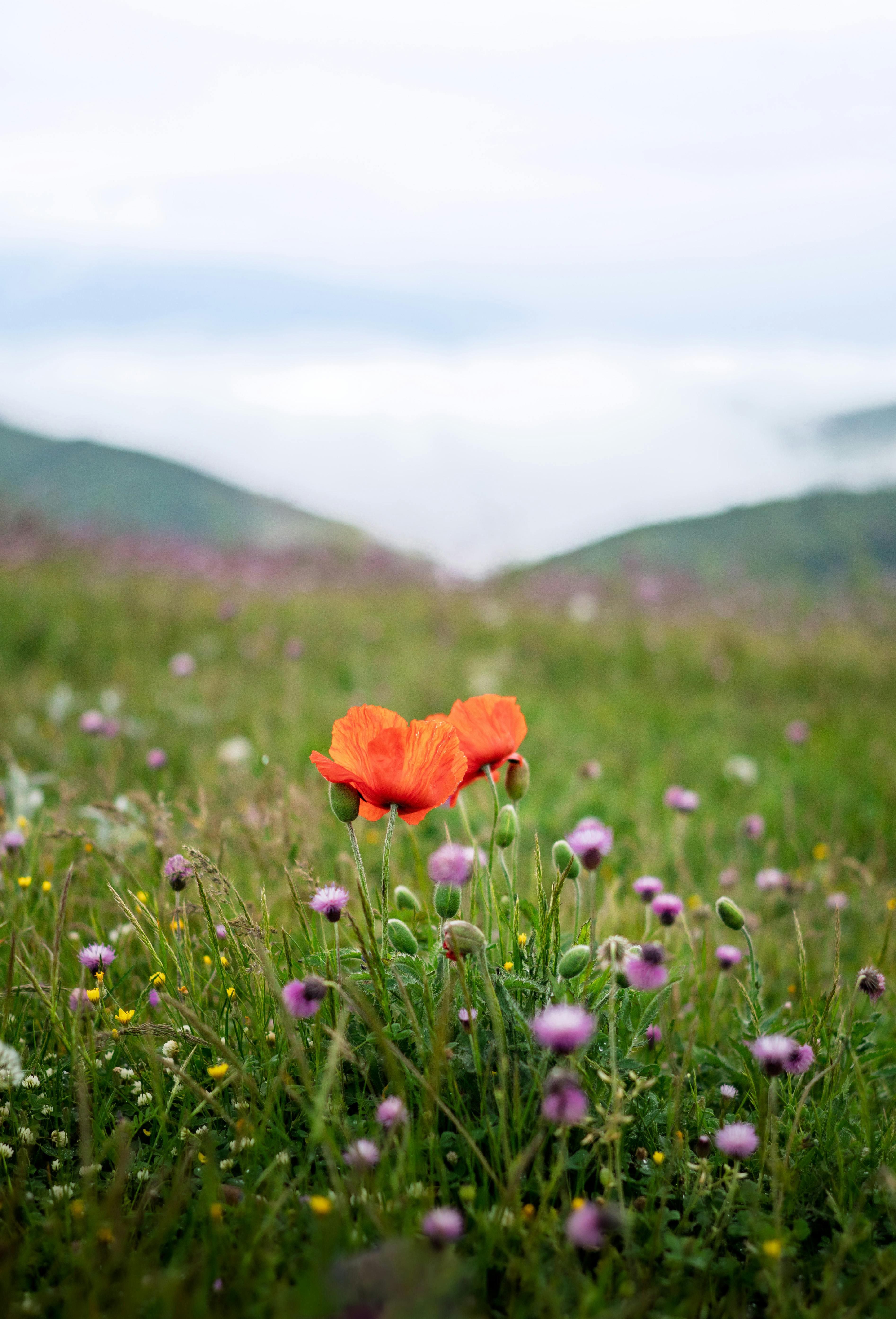A vibrant orange poppy stands out in a tranquil spring meadow surrounded by wildflowers and mountain fog.