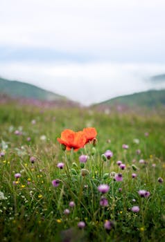 A vibrant orange poppy stands out in a tranquil spring meadow surrounded by wildflowers and mountain fog.