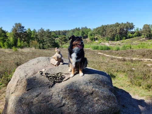 Free An Australian Shepherd dog sits on a large rock in a scenic, sunny landscape. Stock Photo