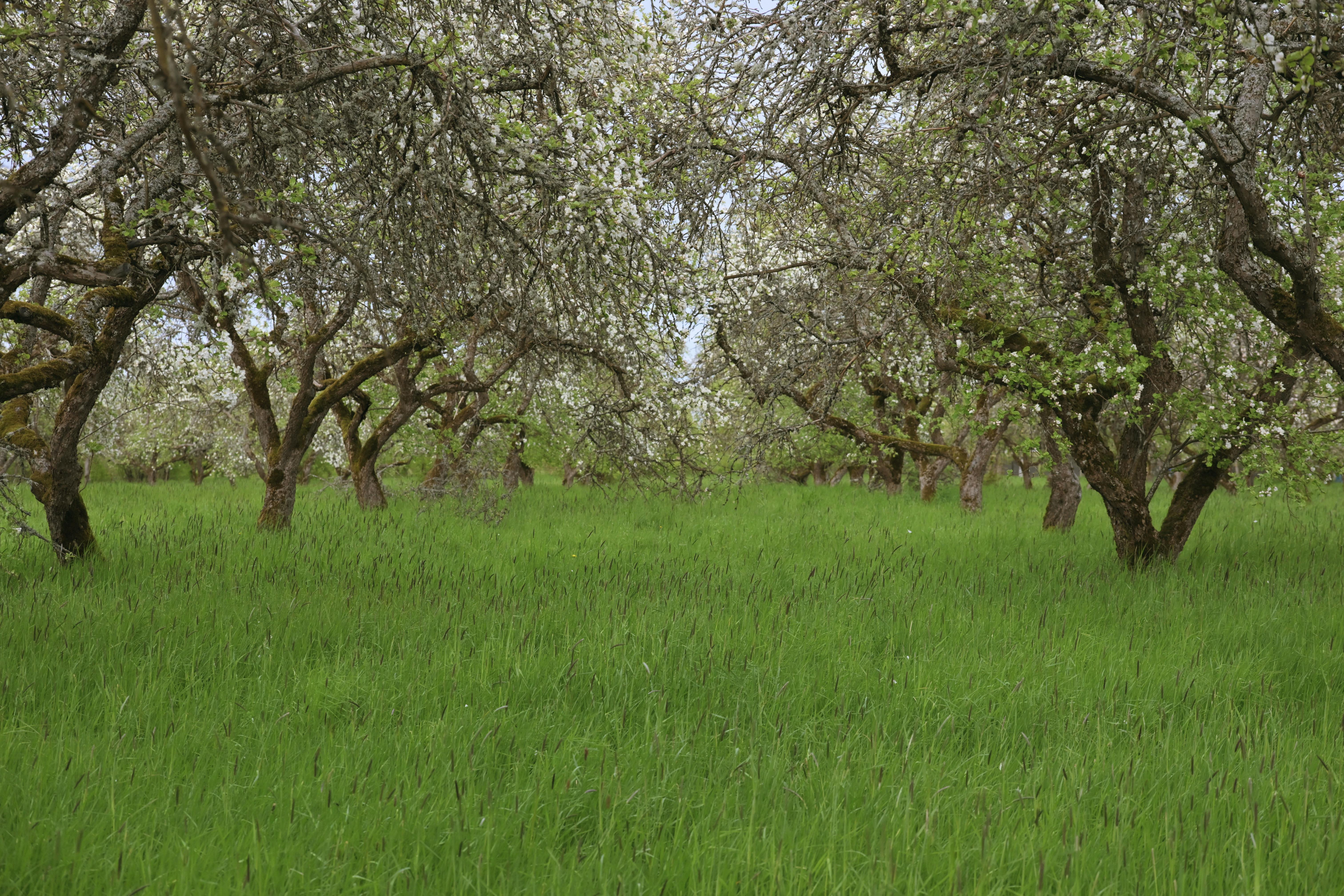 Wide shot of orchard with fruit trees showing initial bud break on sunny day