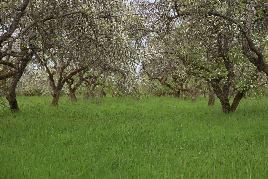 Spring apple orchard in full bloom — apple blossom trees flowering in season near Surrey BC