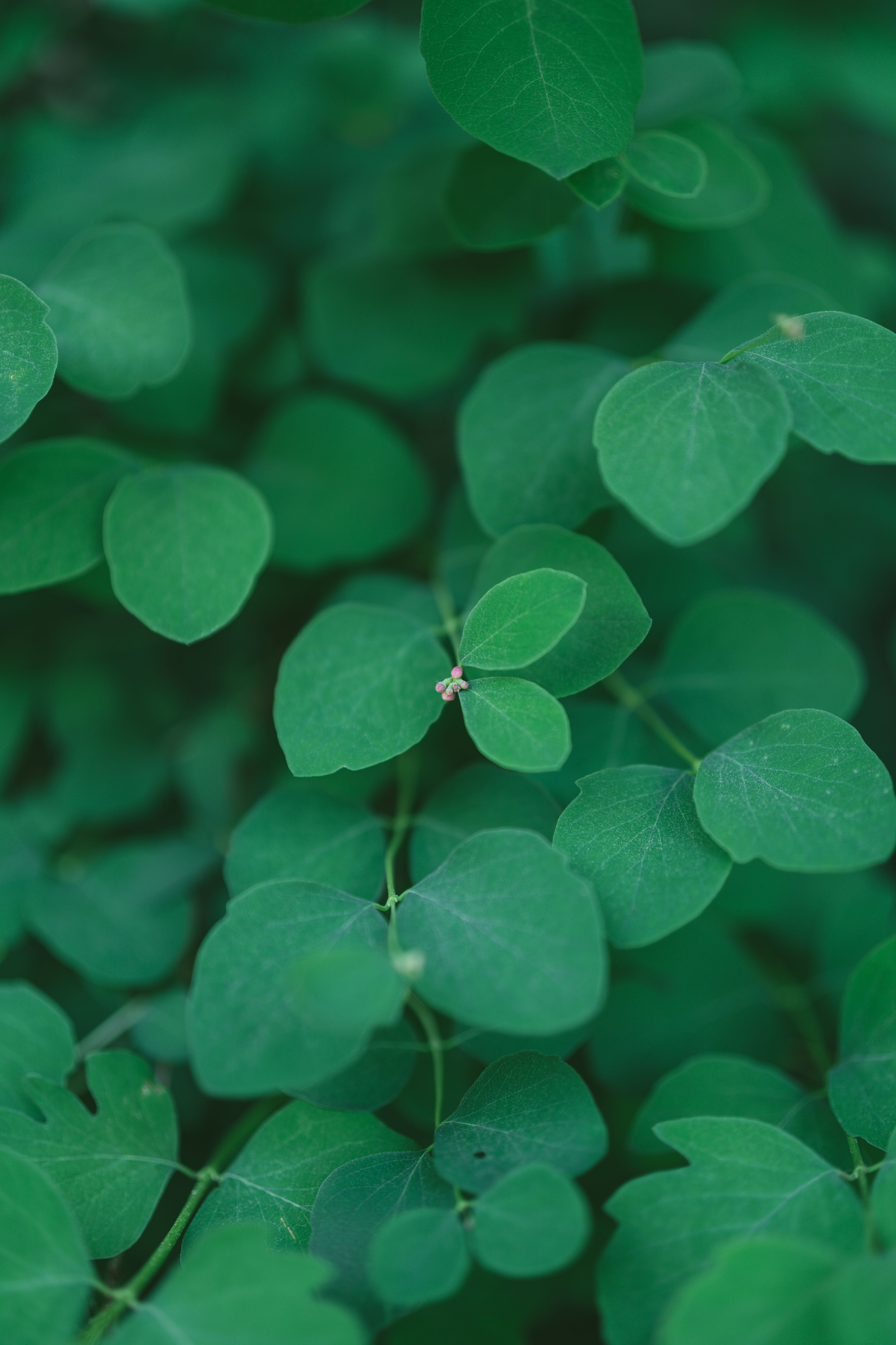 Gratis Immagine gratuita di bellezza naturale, campo di fiori, dettagli floreali Foto a disposizione