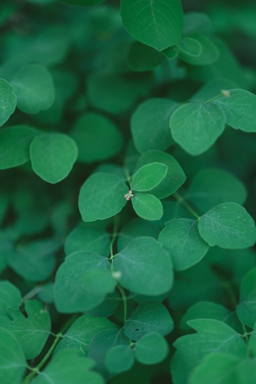 Gratis Immagine gratuita di bellezza naturale, campo di fiori, dettagli floreali Foto a disposizione