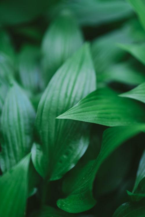 Free Vibrant green leaves creating a serene and fresh nature background. Stock Photo