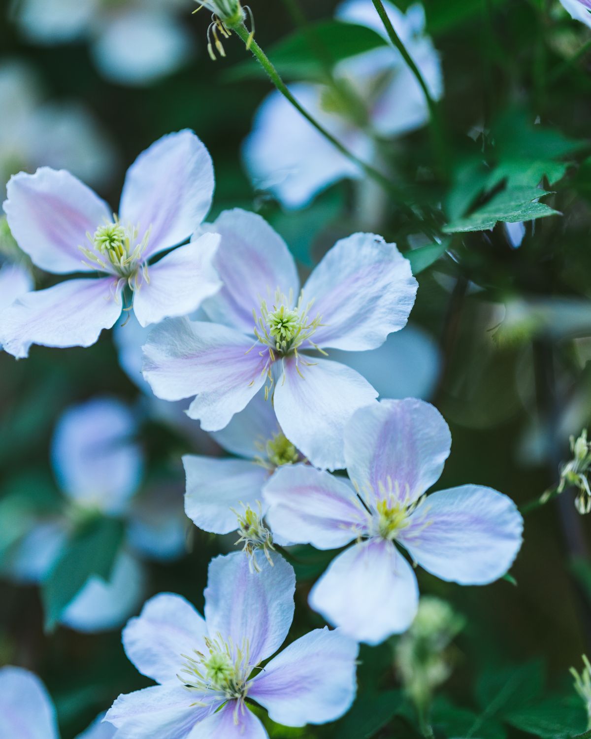 Clemas Spring Vibrant Blooming Clematis Flowers in Spring · Free Stock Photo