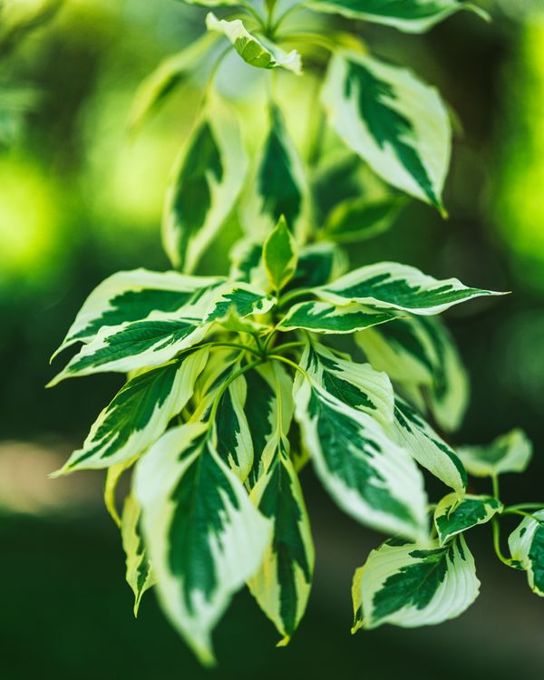 Close-up of Variegated Green and White Leaves · Free Stock Photo