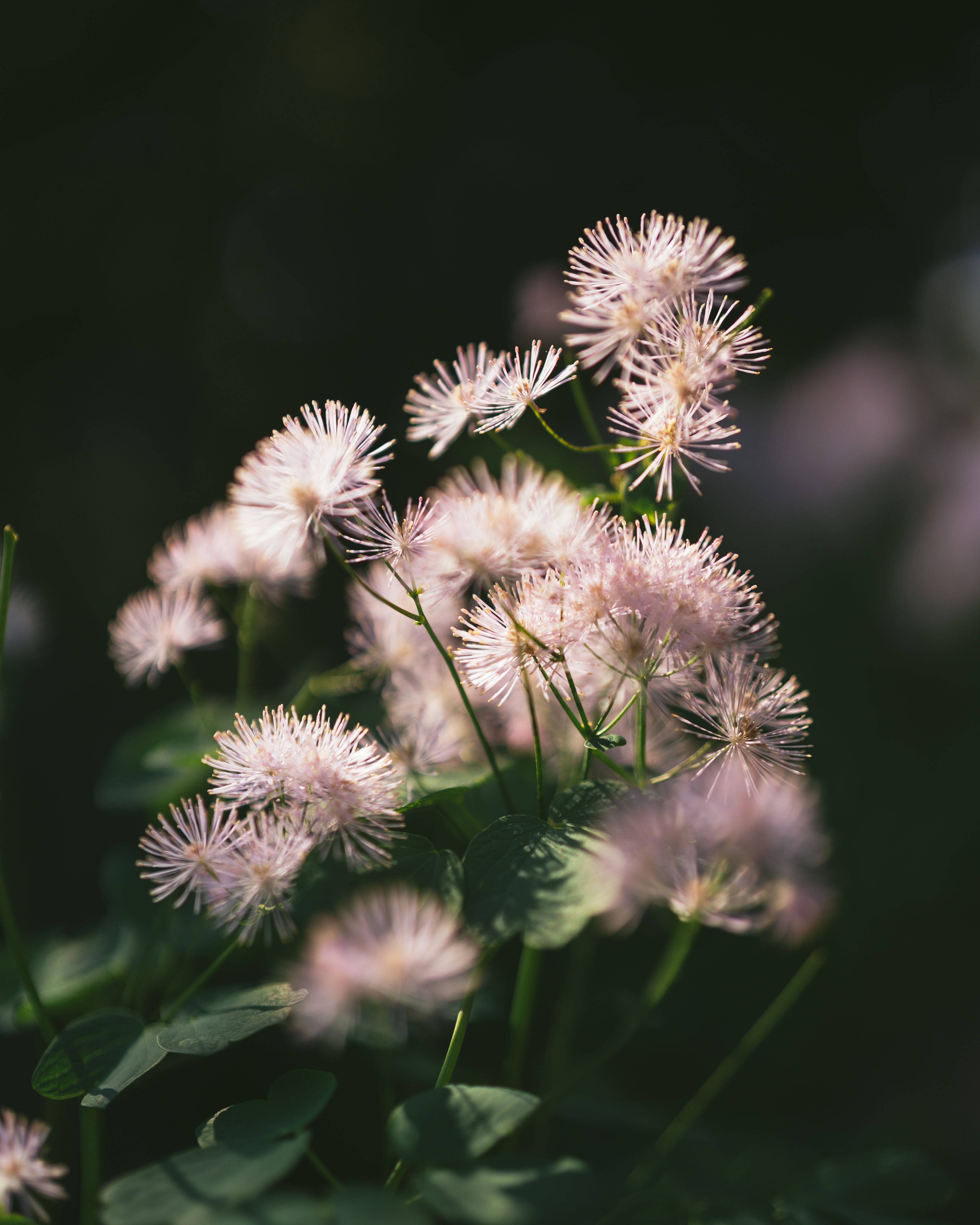 Soft Pink Wildflowers in Sunlit Garden · Free Stock Photo