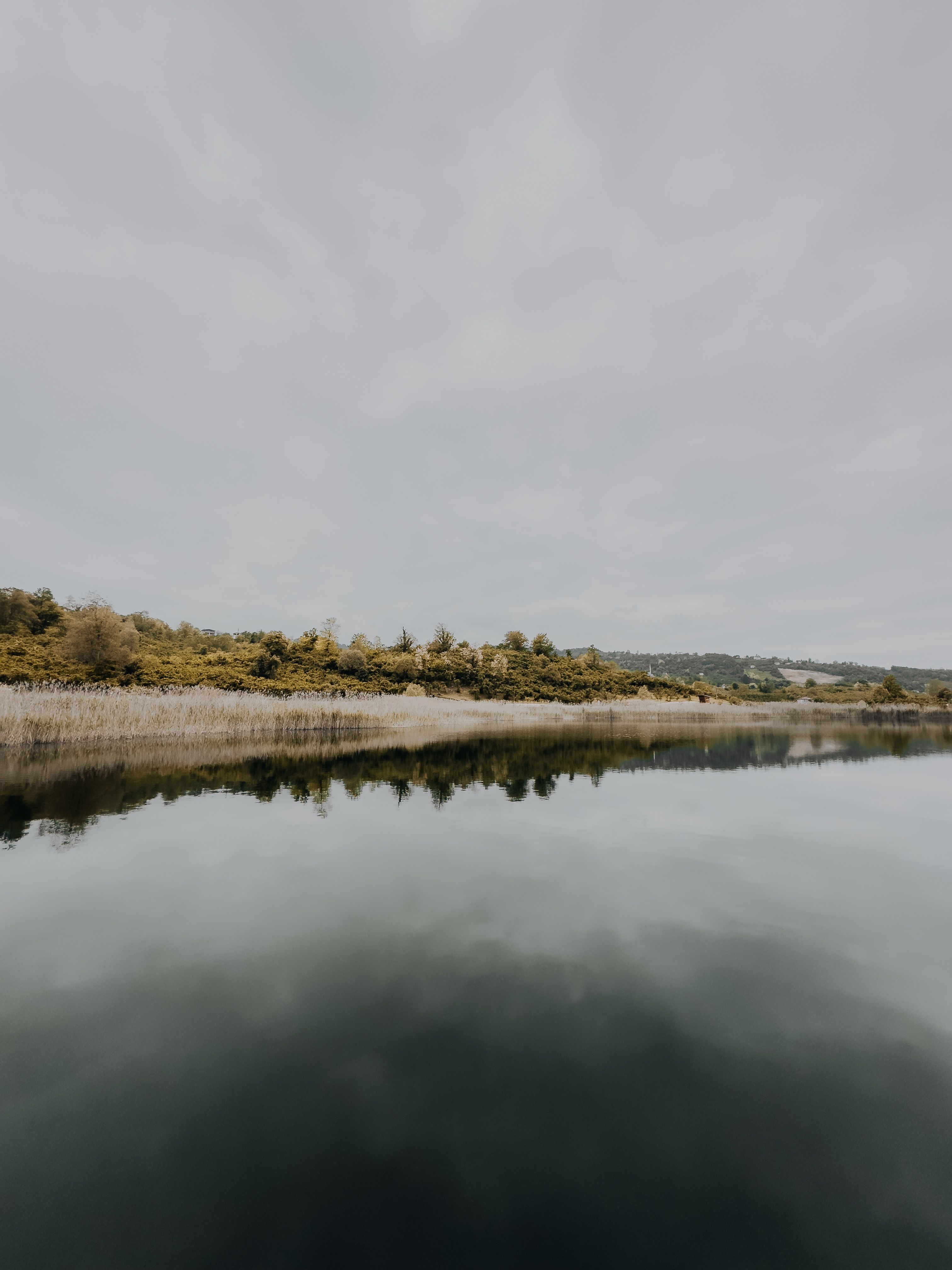 Minimalist Trees Panoramic Photos, Download The