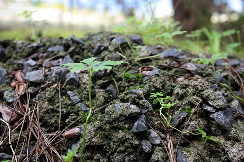 Colusa Processed Food Series