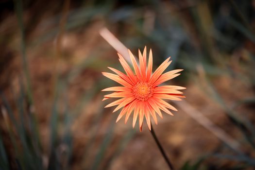 A vivid close-up of a single orange gerbera daisy flower against a blurred natural background.