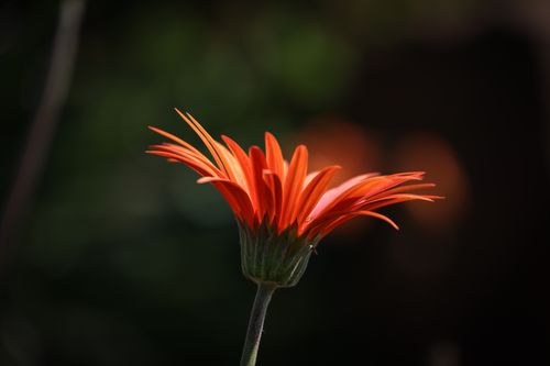Free Close-up of a vibrant orange daisy in full bloom, showcasing natural beauty. Stock Photo