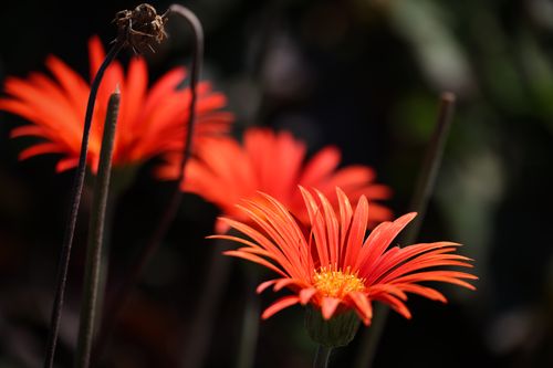 Free Close-up of striking orange Gerbera daisies in a garden setting, showcasing their vivid petals. Stock Photo