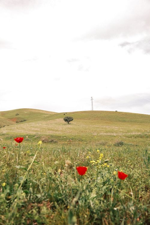 Free Tranquil scene of poppies in a grassy field against rolling hills under a cloudy sky. Stock Photo