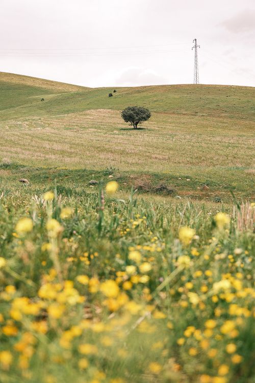 Free Serene hillside with a solitary tree and yellow wildflowers in bloom. Stock Photo