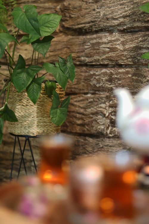 Free stock photo of asian plant, balcony garden, black tea Stock Photo