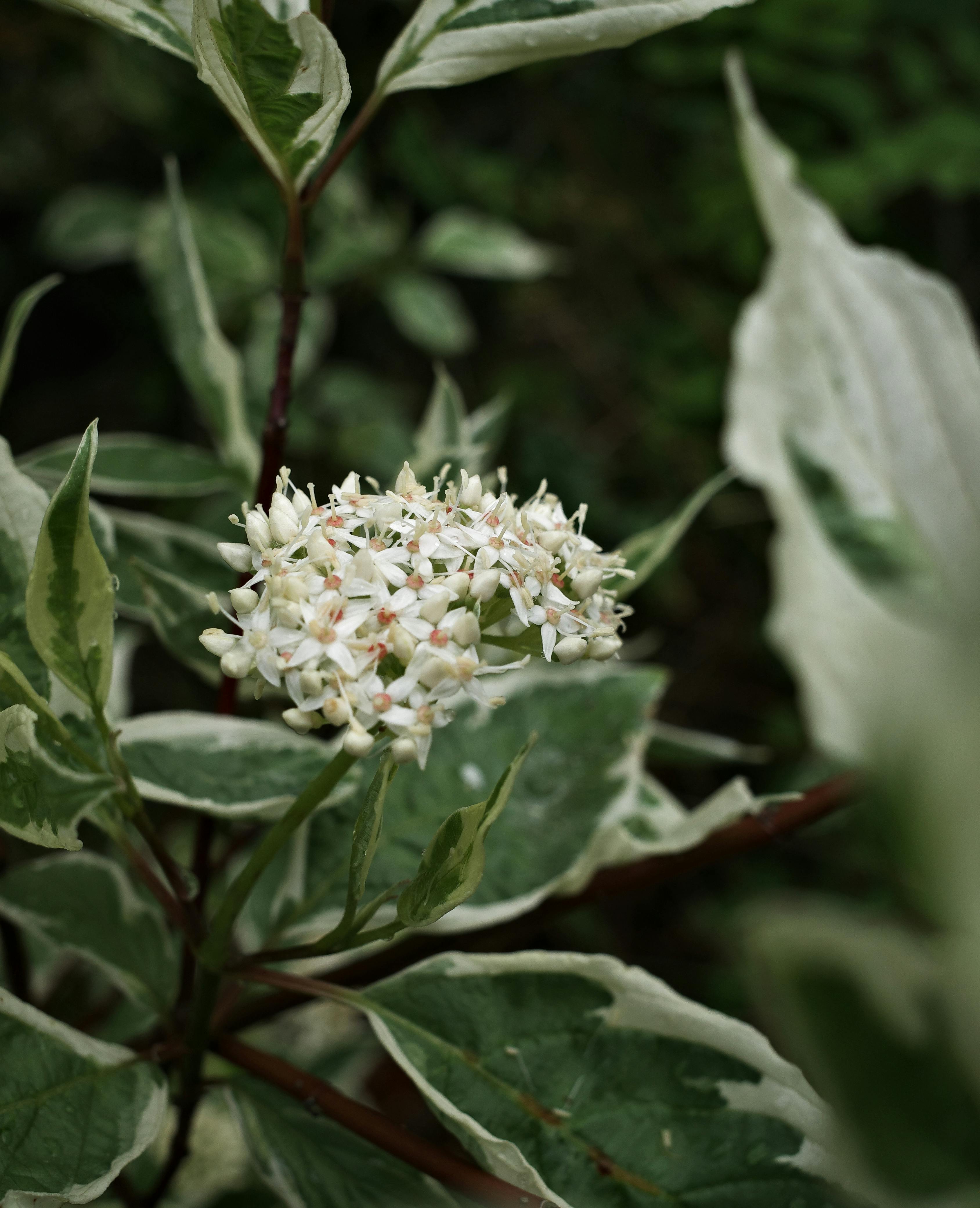 De franc Foto d'estoc gratuïta de arbust, arbust de jardí, bellesa natural Foto d'estoc