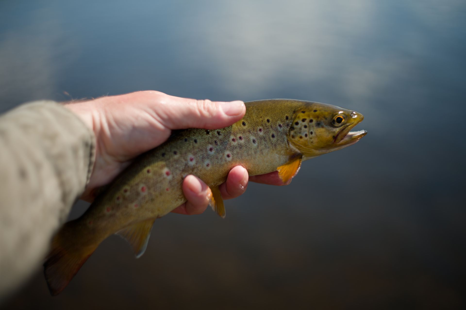 An angler holding a small brown trout over reflective water surface. Perfect for fishing enthusiasts.