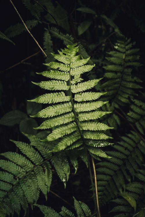 Free Detailed photo of green fern leaves in a forest setting, showcasing natural beauty and greenery. Stock Photo