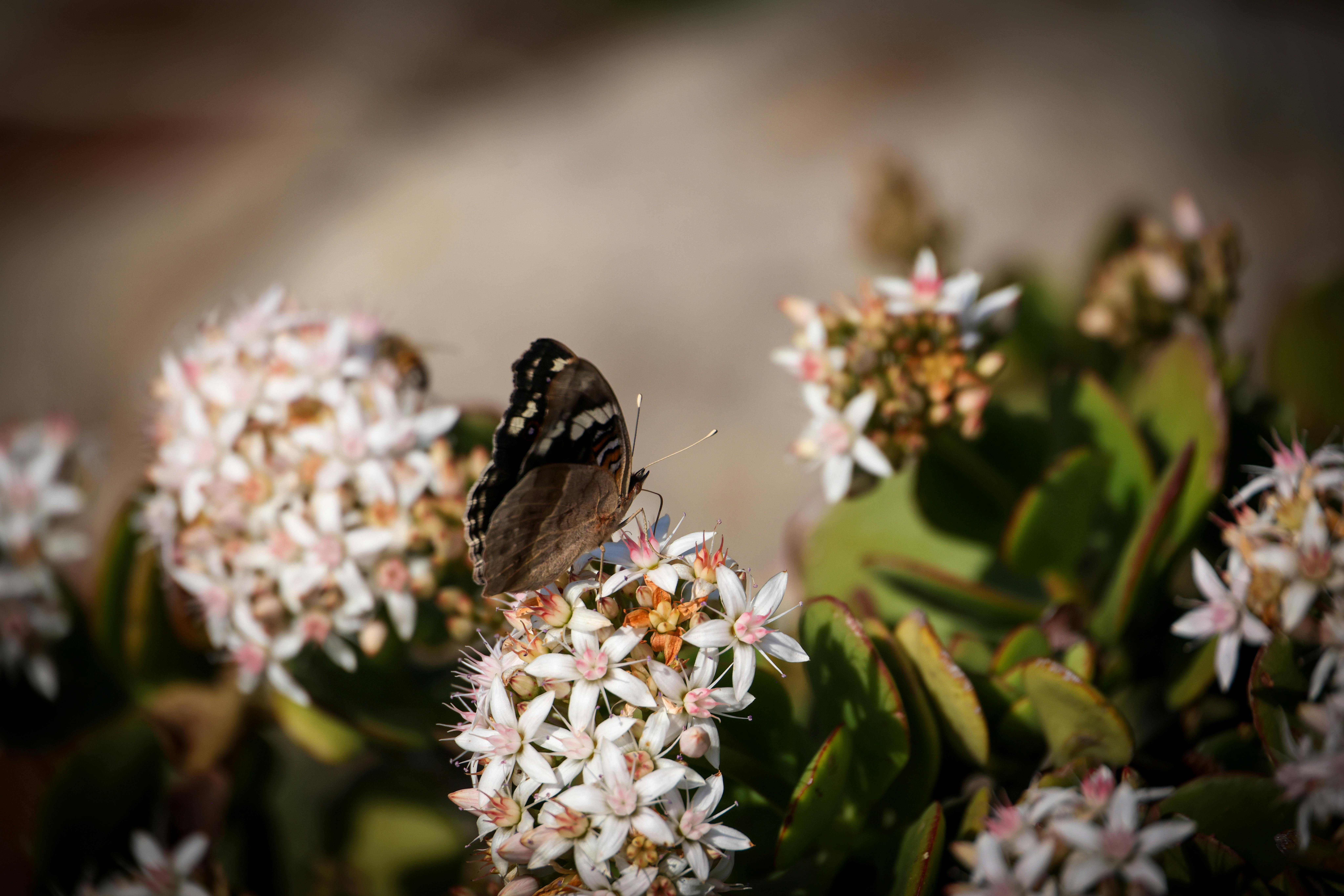 105. Taman Kupu-kupu Kuala Lumpur Keindahan Serangga Bersayap